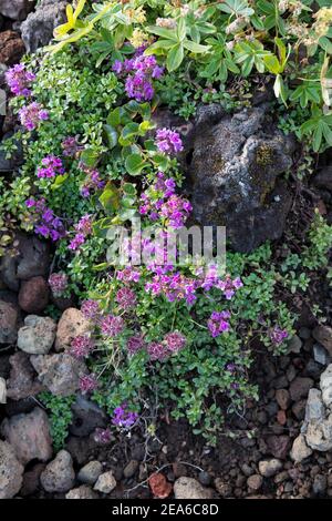 Frühblühender Thymian, Thymian, Thymus praecox, Thymus praecox subsp. Arcticus, Thymus polytrichus subsp. britannicus, Thymus arcticus, Mutter des Thymus Stockfoto