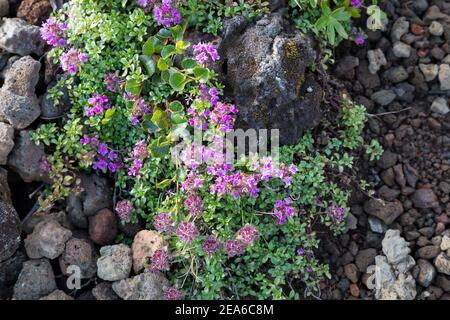 Frühblühender Thymian, Thymian, Thymus praecox, Thymus praecox subsp. Arcticus, Thymus polytrichus subsp. britannicus, Thymus arcticus, Mutter des Thymus Stockfoto