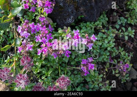 Frühblühender Thymian, Thymian, Thymus praecox, Thymus praecox subsp. Arcticus, Thymus polytrichus subsp. britannicus, Thymus arcticus, Mutter des Thymus Stockfoto