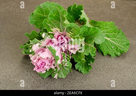 Zierkohl mit violetten Blumen. Studio Foto Stockfoto