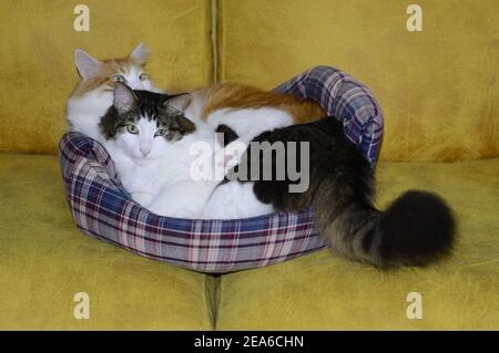 Katzen liegen auf dem Sofa Stockfoto