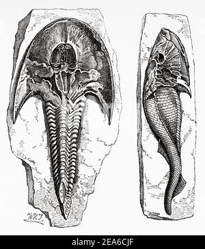 Alte neunzehnten Jahrhundert Illustration. Cephalaspis, eine ausgestorbene Gattung von Agnaten Fischen der Klasse Osteostraci, wurden durch Rüstung geschützt. Sie waren die Detritivore Fische aus der Devon Periode in Westeuropa. Alte 19th Jahrhundert gravierte Illustration von El Mundo Ilustrado 1879 Stockfoto