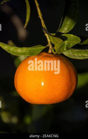 Eine einzelne kaiserliche Mandarine (Citrus x Reticulata), die reif und bereit zur Ernte am Baum hängt, in einem privaten australischen Garten in Queensland. Stockfoto