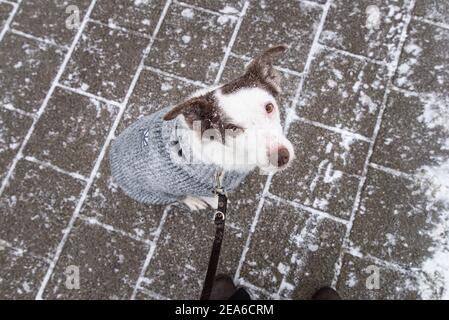 Ein Border Collie Hund an der Leine, Blick auf die Kamera, bedeckt mit Schnee Stockfoto