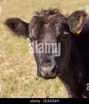 Porträt eines jungen schwarzen Kalbes auf einer Farm in Queensland Australien. Schwarzes Fell und Nase, orangefarbener Ohranhänger. Stockfoto