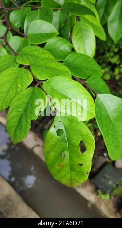 Selektives Fokusbild, das Bild des Baumes der Sternfrucht Stockfoto