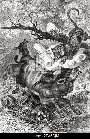 Alte Illustrationen aus dem 19. Jahrhundert, die zwei afrikanische Leoparden (Panthera pardus) auf der Jagd nach einem Impala (Aepyceros melampus) im Dschungel in Afrika zeigen. Alte 19th Jahrhundert gravierte Illustration von El Mundo Ilustrado 1879 Stockfoto