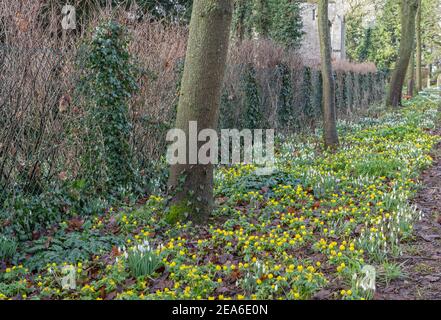 Winterblühende Akoniten und Schneeglöckchen säumen den Weg zur Kirche St. Johannes des Täufers, Chelveston, Northamptonshire, Großbritannien Stockfoto