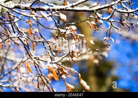 Linden, Linden, Linden, Tilia cordata Zweig mit Früchten im Winter mit Schnee Stockfoto