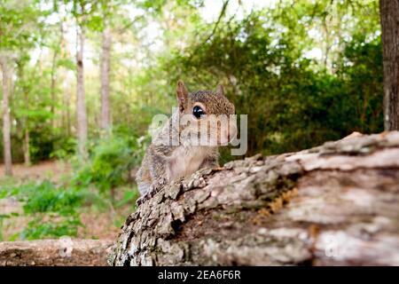 Ein östliches graues Eichhörnchen Kit (Sciurus carolinensis), auf einem Ast thront, Springfield, Georgia Königreich: Animalia Phylum: Chordata Klasse: Mammali Stockfoto