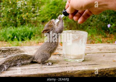 Ein verwaister östliches graues Eichhörnchen Kit (Sciurus carolinensis), Trinkmilch Baby Formel aus einer Pipette, Springfield, Georgia Königreich: Animalia P Stockfoto