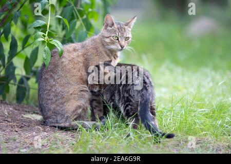 Mutter Katze mit ihrem Kätzchen im Garten Stockfoto