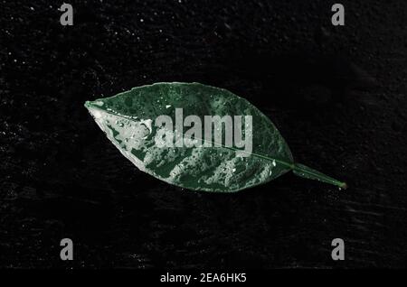 Grünes orangefarbenes Blatt mit Wassertropfen auf schwarzem Holzgrund. Eine Abstraktion. Stockfoto