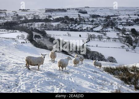 Teesdale, County Durham, Großbritannien. 8th. Februar 2021. Wetter in Großbritannien. Schafe trotzen dem Schnee, als das Biest aus dem Osten II beginnt, in Nordengland zu beißen. Kredit: David Forster/Alamy Live Nachrichten Stockfoto