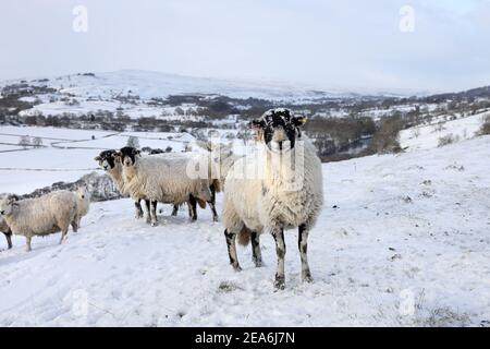 Teesdale, County Durham, Großbritannien. 8th. Februar 2021. Wetter in Großbritannien. Schafe trotzen dem Schnee, als das Biest aus dem Osten II beginnt, in Nordengland zu beißen. Kredit: David Forster/Alamy Live Nachrichten Stockfoto