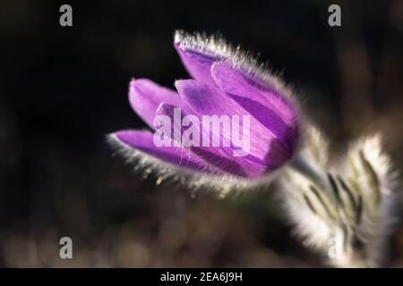 Traum-Gras oder Lumbago offen lat. Pulsatilla patiniert Nahaufnahme in hellem Frühlingssonnenlicht. Blumen Frühling Hintergrund mit schönen Bokeh. Weichfokus. Selten Stockfoto