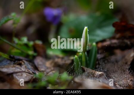 Schneeglöckchen Galanthus nivalis in Regentropfen aus nächster Nähe wächst im Wald. Die ersten Frühlingsblumen erwachen. Regnerischer, wolkig bewal Makrofotografie der Wildnis Stockfoto