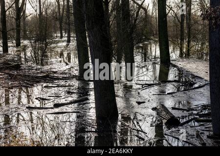 Rheinflut in der Urdenbacher Kampe mit ihren Schwemmwald ein unberührtes Natur- und Landschaftsschutzgebiet in Der Süden von Düsseldorf Stockfoto