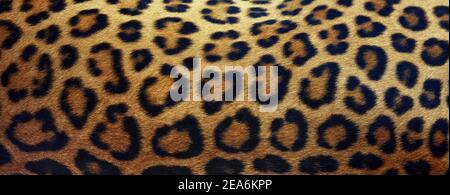 Schöne Textur von echten Leoparden Haut, Pelz Close-up. Natürlicher Hintergrund mit Copy Space für Text. Stockfoto