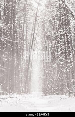 Geheimnisvoller und furchterregend aussehender Pinienwald mit Pfad bedeckt Mit Nebel und Nebel im Winter Stockfoto