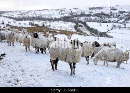 Teesdale, County Durham, Großbritannien. 8th. Februar 2021. Wetter in Großbritannien. Schafe trotzen dem Schnee, als das Biest aus dem Osten II beginnt, in Nordengland zu beißen. Kredit: David Forster/Alamy Live Nachrichten Stockfoto