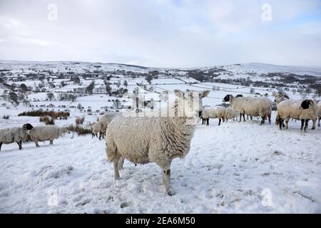 Teesdale, County Durham, Großbritannien. 8th. Februar 2021. Wetter in Großbritannien. Schafe trotzen dem Schnee, als das Biest aus dem Osten II beginnt, in Nordengland zu beißen. Kredit: David Forster/Alamy Live Nachrichten Stockfoto