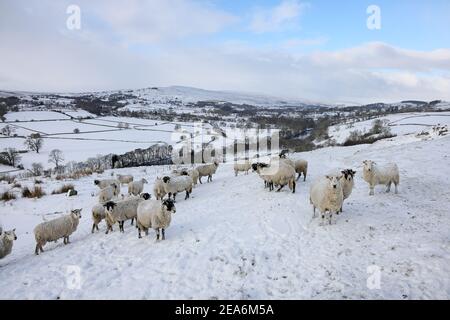 Teesdale, County Durham, Großbritannien. 8th. Februar 2021. Wetter in Großbritannien. Schafe trotzen dem Schnee, als das Biest aus dem Osten II beginnt, in Nordengland zu beißen. Kredit: David Forster/Alamy Live Nachrichten Stockfoto