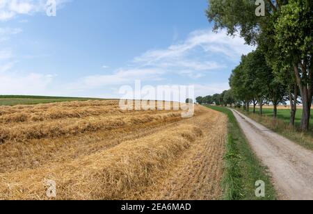 Geerntetes Feld mit Reihen von Stroh neben einem idyllischen Unbefestigte Straße Stockfoto