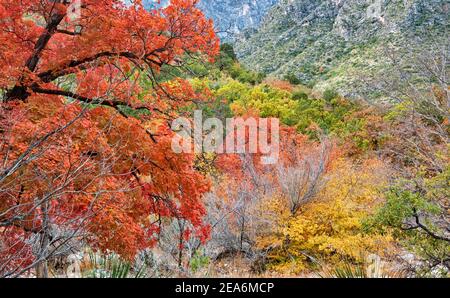 Bigtooth Maples im Herbst im McKittrick Canyon, Guadalupe Mountains National Park, Texas, USA Stockfoto