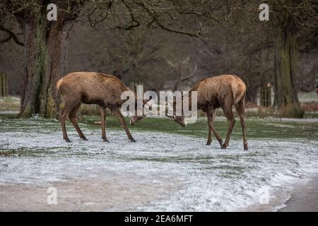 London, Großbritannien. Februar 2021, 08th. Red Stag Deer treffen Geweihe zwischen Schneeschauern während eines bitterkalten Wintertages im Richmond Park, während Storm Darcy über England weht und Temperaturen von bis zu -9C in einigen Teilen des Landes sendet. 08th February 2021, Richmond upon Thames, Southwest London, England, Vereinigtes Königreich Kredit: Clickpics/Alamy Live Nachrichten Stockfoto