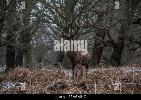 London, Großbritannien. Februar 2021, 08th. Red Stag Deer ist fast unsichtbar unter den Bäumen während eines bitterkalten Wintertages im Richmond Park, als Storm Darcy über England weht und Temperaturen von bis zu -9C in einigen Teilen des Landes sendet. 08th February 2021, Richmond upon Thames, Southwest London, England, Vereinigtes Königreich Kredit: Clickpics/Alamy Live Nachrichten Stockfoto