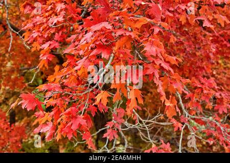 Bigtooth Maples im Herbst im McKittrick Canyon, Guadalupe Mountains National Park, Texas, USA Stockfoto