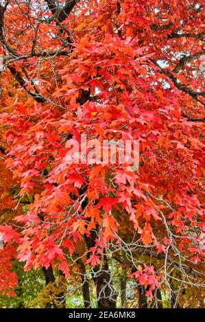 Bigtooth Maples im Herbst im McKittrick Canyon, Guadalupe Mountains National Park, Texas, USA Stockfoto