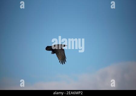 Eine schwarze Krähe fliegt am blauen Himmel in einem Sonniger Tag Stockfoto