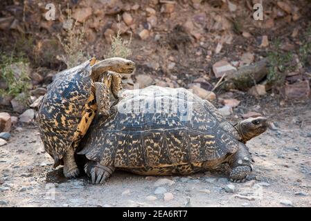 Leopard Schildkröte Paarung, Geochelone pardalis, Baviaanskloof, Südafrika Stockfoto