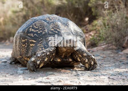 Leopardschildkröte, Geochelone pardalis, Baviaanskloof, Südafrika Stockfoto