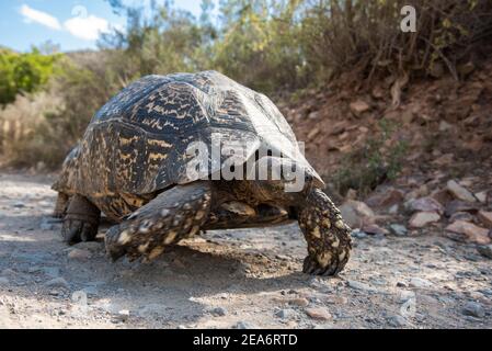 Leopardschildkröte, Geochelone pardalis, Baviaanskloof, Südafrika Stockfoto