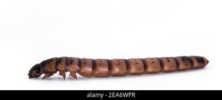 Seitenansicht von Morio Wurm alias Zophobas morio, isoliert auf weißem Hintergrund. Stockfoto