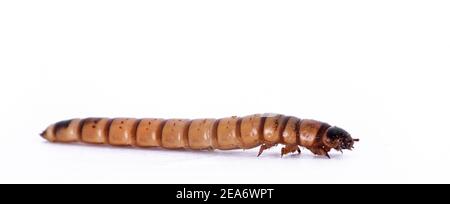 Seitenansicht von Morio Wurm alias Zophobas morio, isoliert auf weißem Hintergrund. Stockfoto