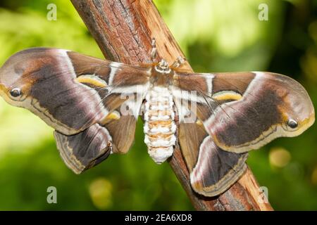 Selektive Fokusaufnahme eines Samia Cynthia Schmetterlings auf einem Zweig eines Baumes Stockfoto