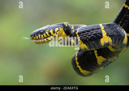 Nahaufnahme der goldberingten Katzenschlange, die auf der Zunge schnippt, Indonesien Stockfoto