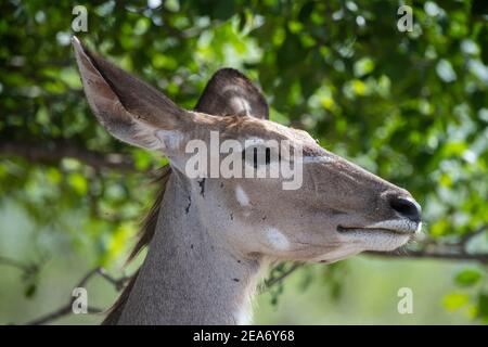 Weibliche Kudus, Tragelaphus strepsiceros, Krüger Nationalpark, Südafrika Stockfoto