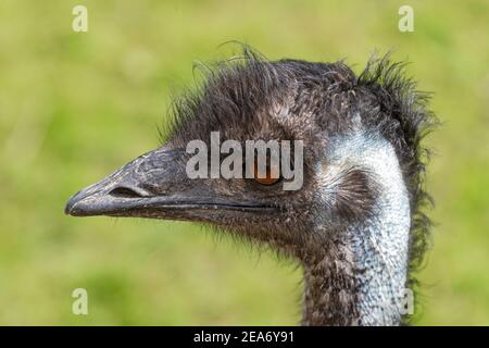emu, Dromaius novaehollandiae, Nahaufnahme des Kopfes eines erwachsenen Vogels Stockfoto
