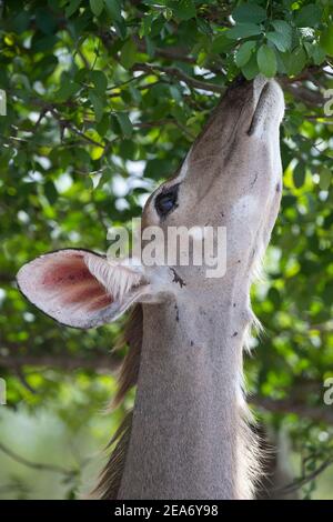 Weibliche Großkudu-Browsing, Tragelaphus strepsiceros, Kruger-Nationalpark, Südafrika Stockfoto