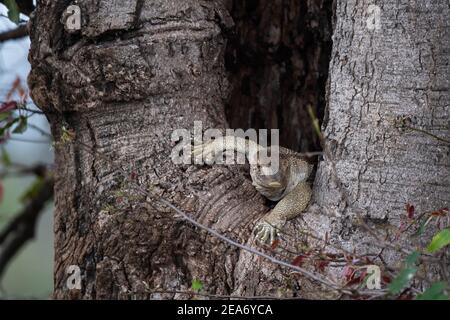 Nil-Monitor sitzt in einem Baum, Vanellus niloticus, Kruger National Park, Südafrika Stockfoto