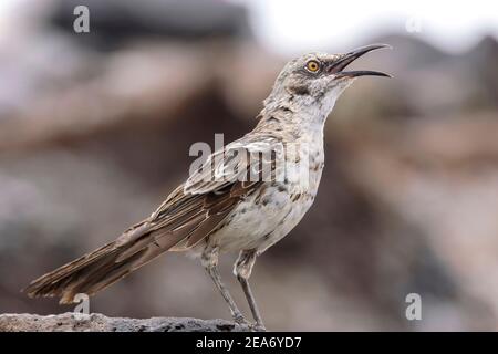 Espanola Mockingbird or Hood Mockingbird, Mimus macdonaldi, Adult Singing, Espanola Island, Galapagos Islands, 14. Januar 2007 Stockfoto