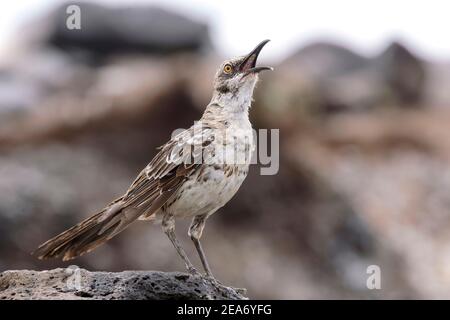 Espanola Mockingbird or Hood Mockingbird, Mimus macdonaldi, Adult Singing, Espanola Island, Galapagos Islands, 14. Januar 2007 Stockfoto