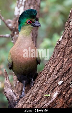 Purpurcrested turaco, Tauraco porphyreolophus, Kruger National Park, Südafrika Stockfoto