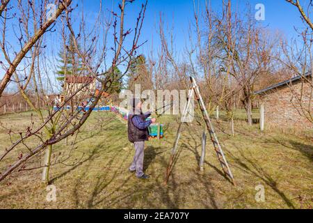 Älterer Landwirt, Gärtner beschneidet Zweige von Obstbäumen mit langen loppers im Obstgarten im frühen Frühjahr, in der Nähe von Bienenvolk, Bienenhaus. Stockfoto