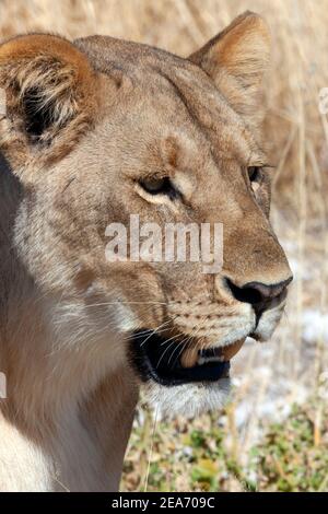 Löwin (Panthera leo) im Etosha Nationalpark in Namibia, Afrika. Stockfoto